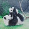 jeu de pandas