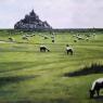 les moutons du mont saint michel