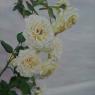 les roses blanches