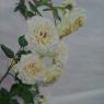 les roses blanches