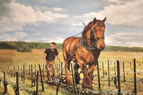 Un percheron dans la vigne 
