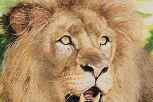 Animaux